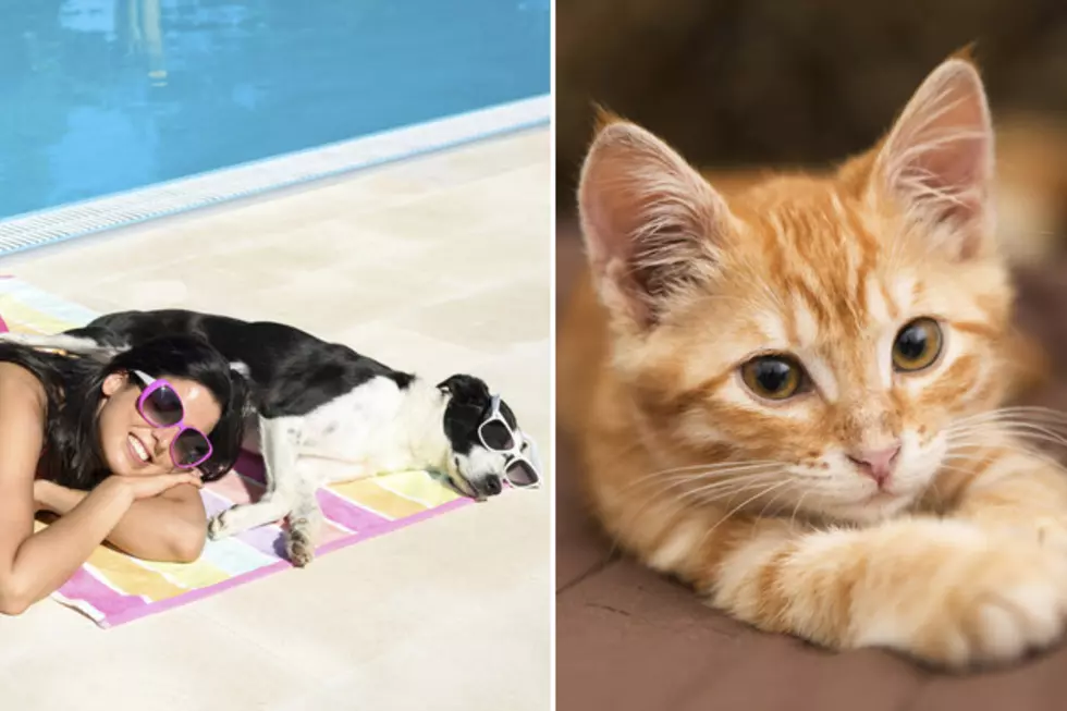Submit Your Hot Dog &amp; Cool Cat Photos &#8211; Summer Pet Photo Contest