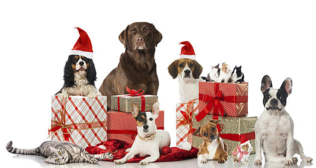 2015 Christmas Pet Photo Contest