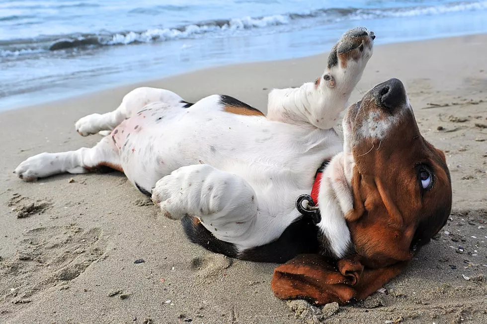 Dog Lies Down on Ground With Owners During Drug Bust