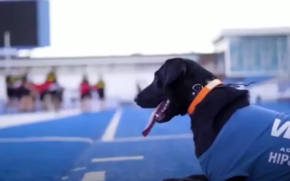 Meet “Blitz”, BSU’s New Tee Dog