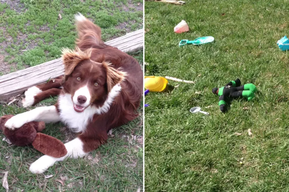 Is My Dog Robbie a Kleptomaniac?