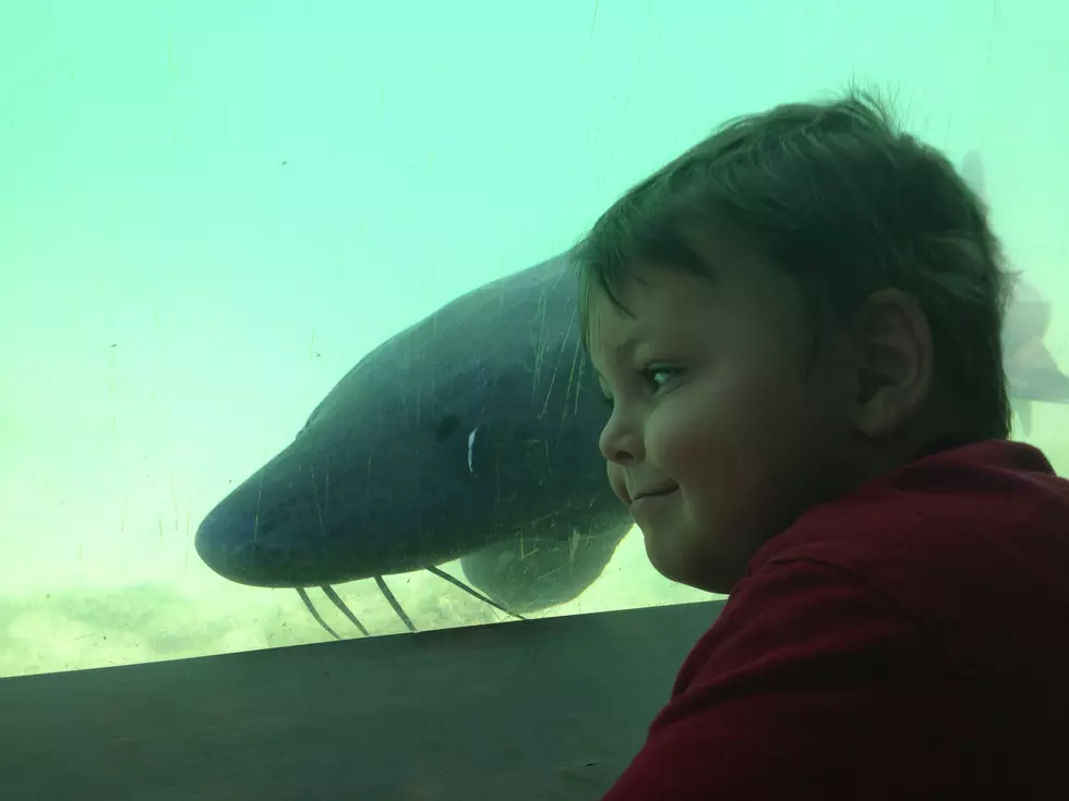 See the Sturgeon at the Clear Springs Fish Hatchery in Buhl