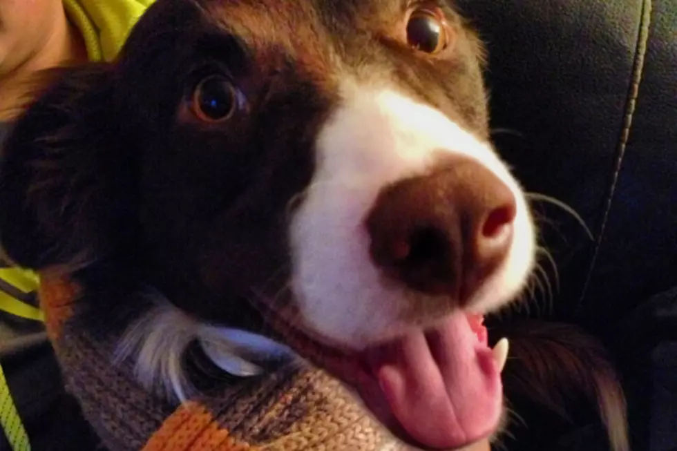 Cold Weather and Fostbite in Your Pets – What Should You Watch For?