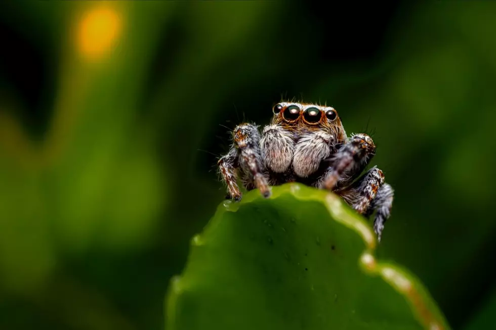 Would You Freak Out: Live Bugs Found Hiding in Your Hair?