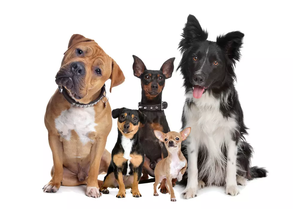 Idaho Towns And The Types Of Dogs That They Are Most Like