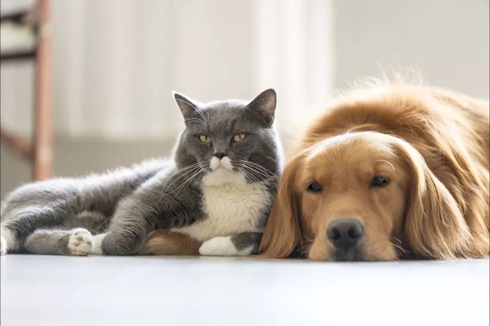 Find Your Next Best Friend For Free At Twin Falls Animal Shelter