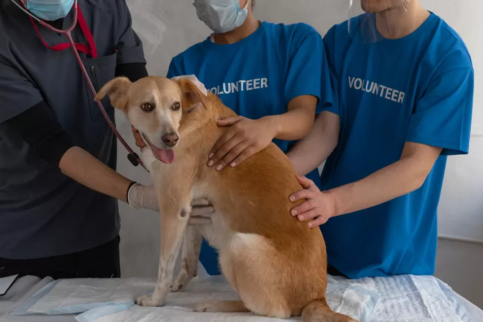 Swift Action Saves Pound Animals After Poisoning in Jerome