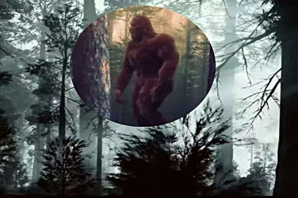 Washington State Witness Reports Daylight Bigfoot Sighting