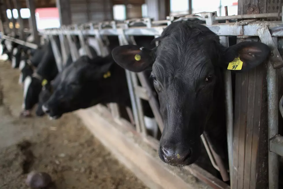 University of Idaho Seeks Funding for Dairy Research Center