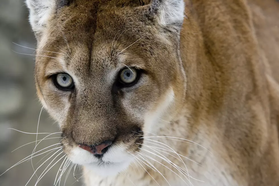 MUST WATCH: Cougar Stalks Utah Man For 6 Minutes