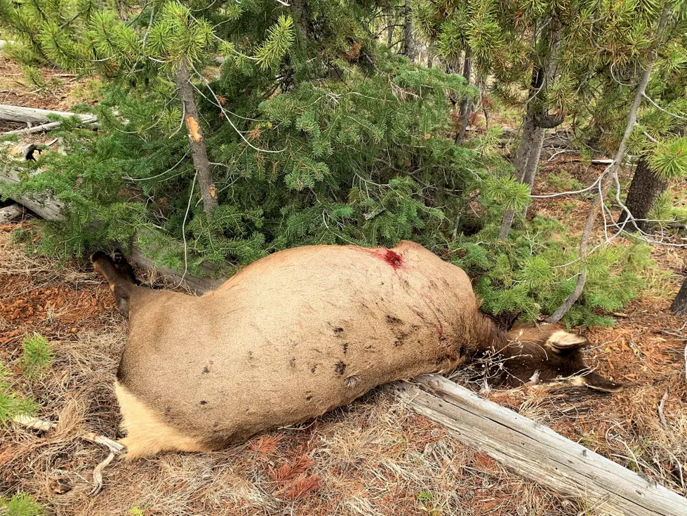 Cow Elk Left to Waste Near Stanley