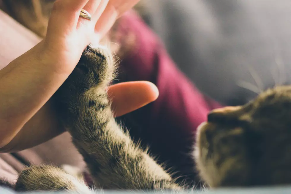 Twin Falls Animal Shelter Has Discount $24 Cat Adoptions